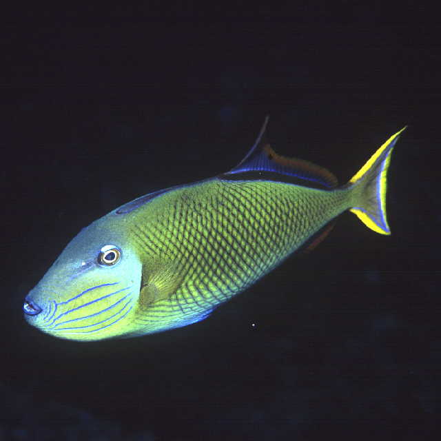 Xanthichthys mento